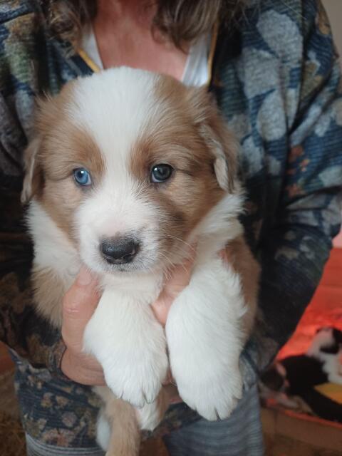 Border Collie Australian Shepherd Welpen