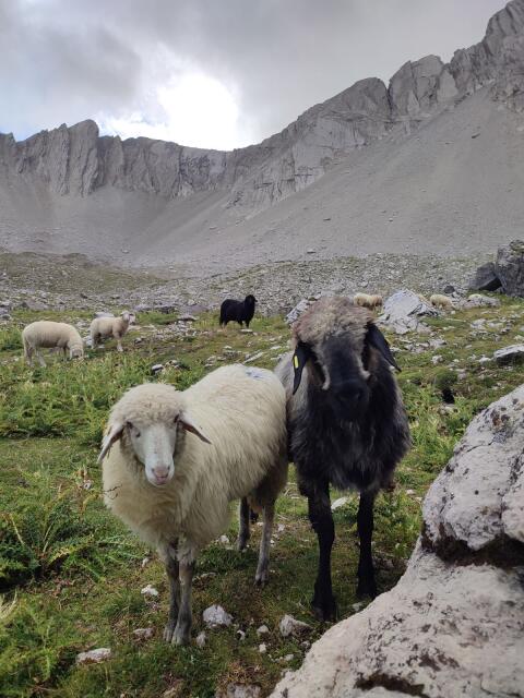 SUCHE weiße Tiroler Steinschafe