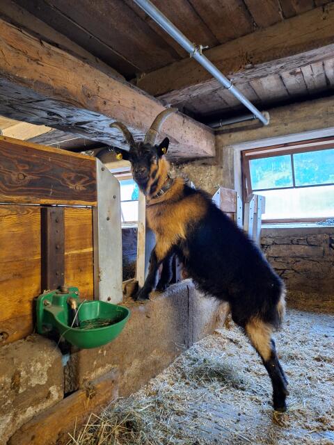 Passeirer Gebirgsziegenbock