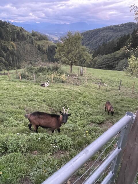 Ziegen