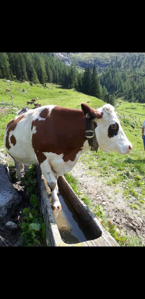 Suche Rinderstall