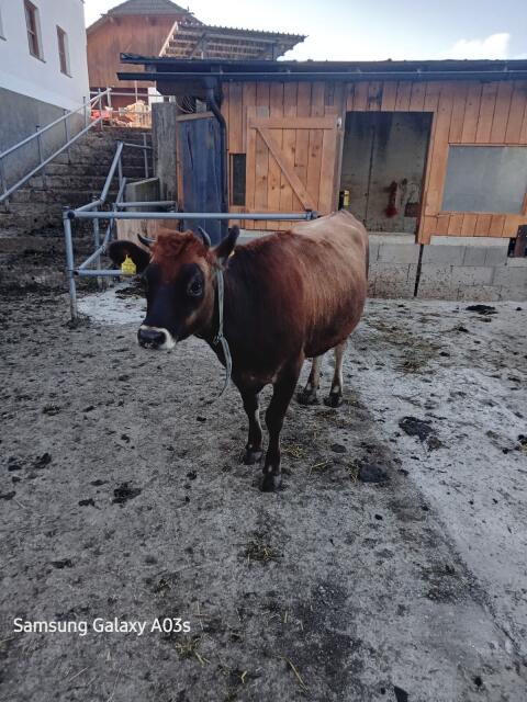 Bio Jersey Kalb, belegfähig