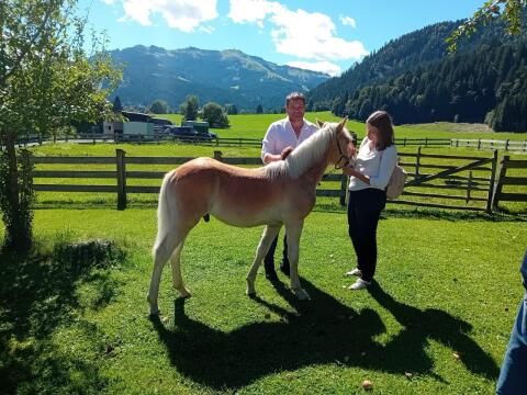 Haflinger Hengstfohlen