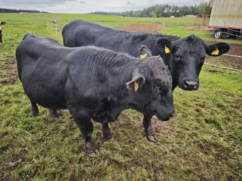 Aberdeen Angus Jungstier