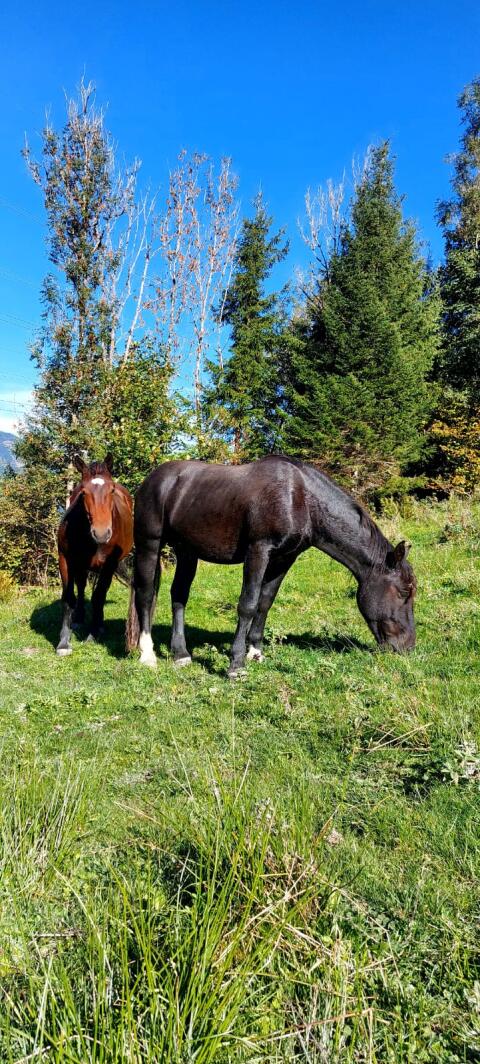 Noriker Hengst