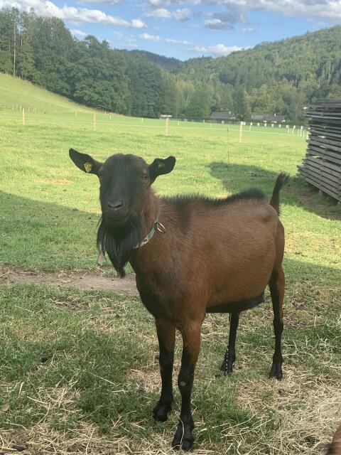 Verkaufe GGZ Ziegenbock