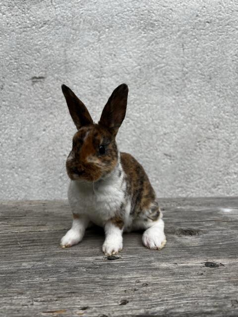 Kleinrexkaninchen