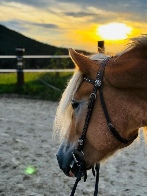 Haflinger Stute