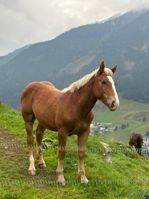 Fohlen
