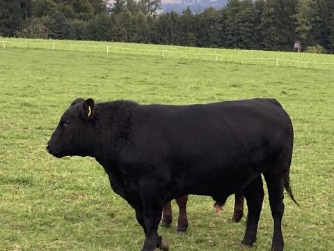 Angus-Stier zu verleihen, Bio