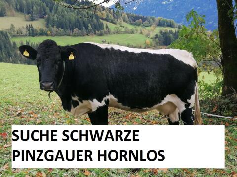 Suche schwarze Pinzgauer hornlos