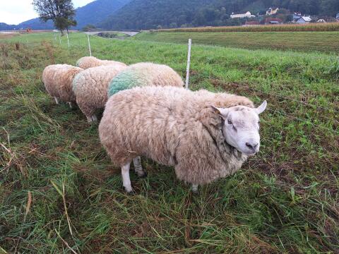 Texel Zuchtbock