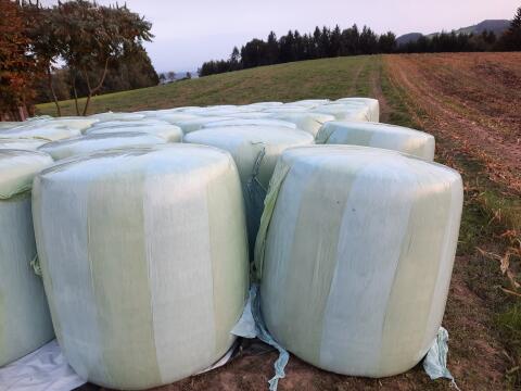 Silomaisballen