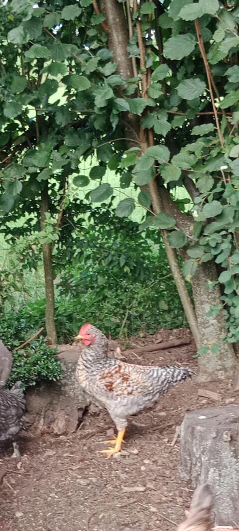 Hahn - Naturbrut
