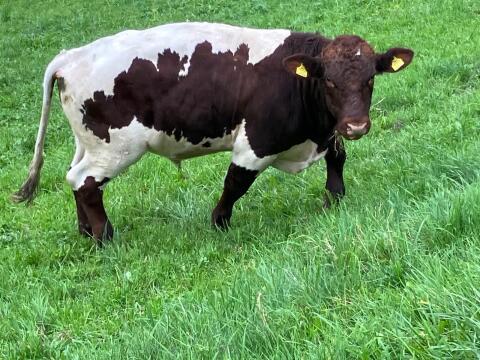 Verkaufe Pinzgauer Stier Bio