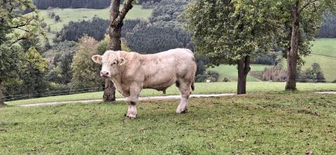 Verkaufe Charolais Zuchtstier PP*