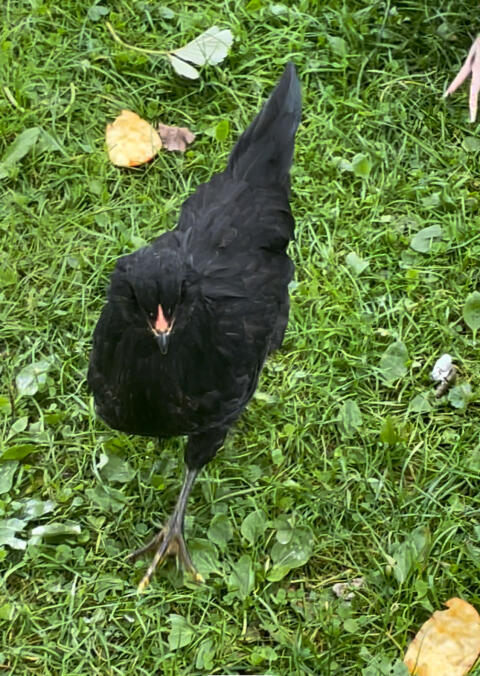 Hahn Ameraucana/Barnevelder