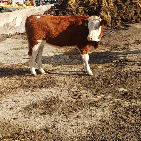 Fleckvieh-Limousin