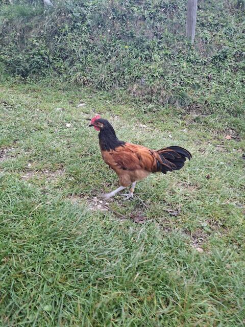 Deutsch Vorwerkshühner, New Hampshire Marans Mix