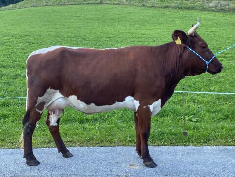Original Pinzgauer Kalbin mit Horn in Milch