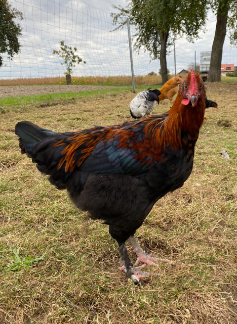Rassehähne