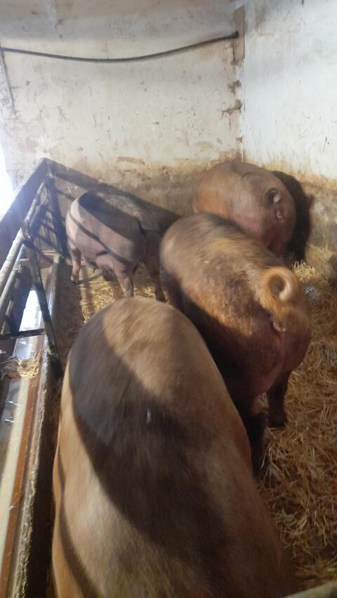 Duroc Zuchtschweine Altsauen