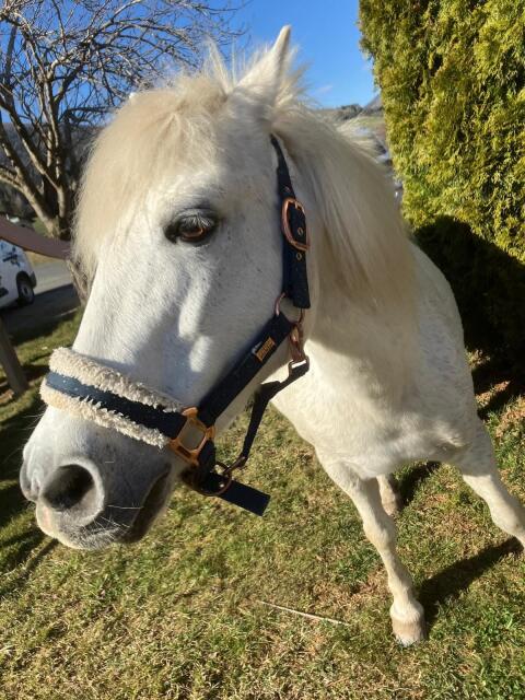Ponystute