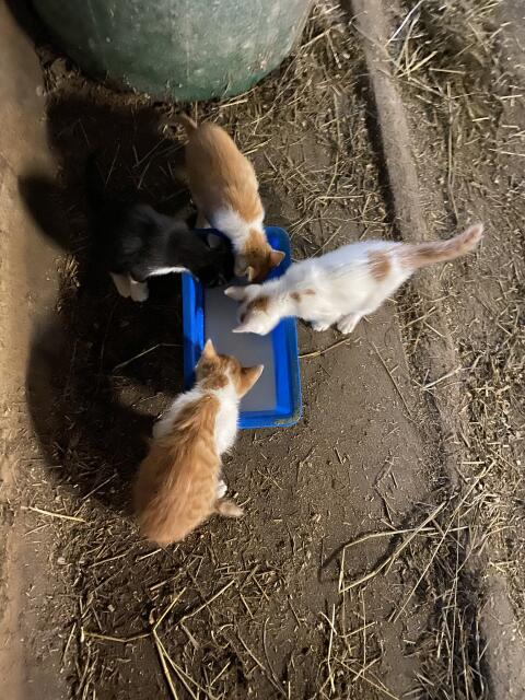 Katzenbabys