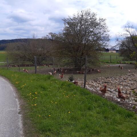 Freilandhühner