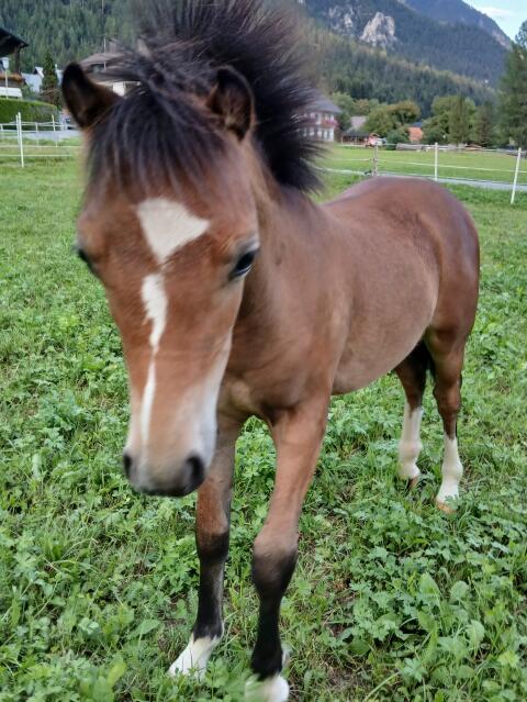 Tolles Pony-Fohlen mit 4x Weiß