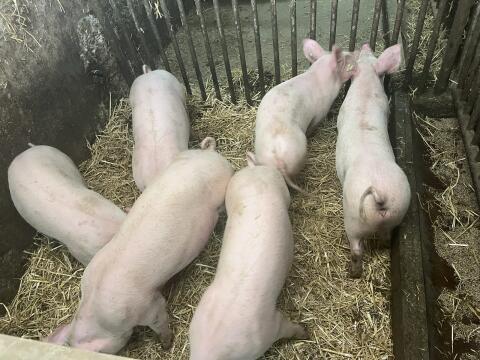 Ferkel