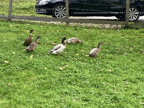 Enten
