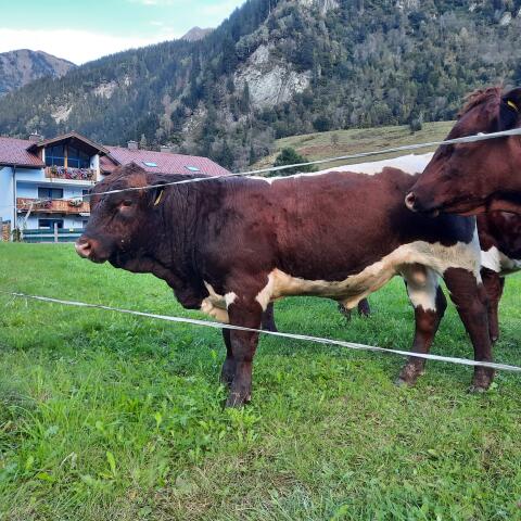 Pinzgauer Stier