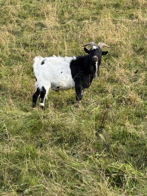Zwergziegenbock