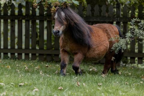 Minipony Stute