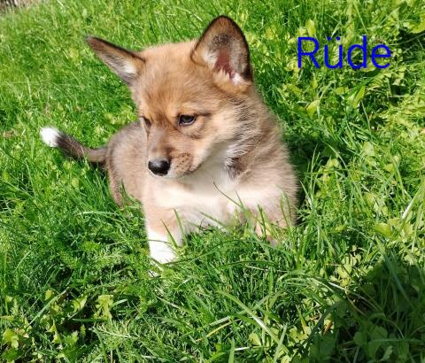 Welsh Corgi Pembroke × Border Collie Welpen