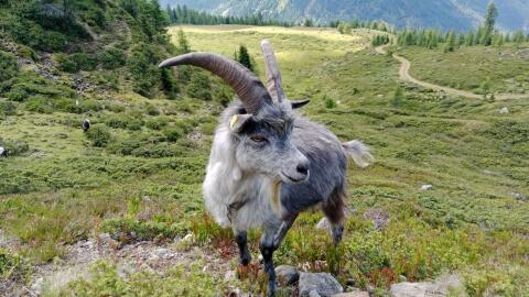 Blobe Bock