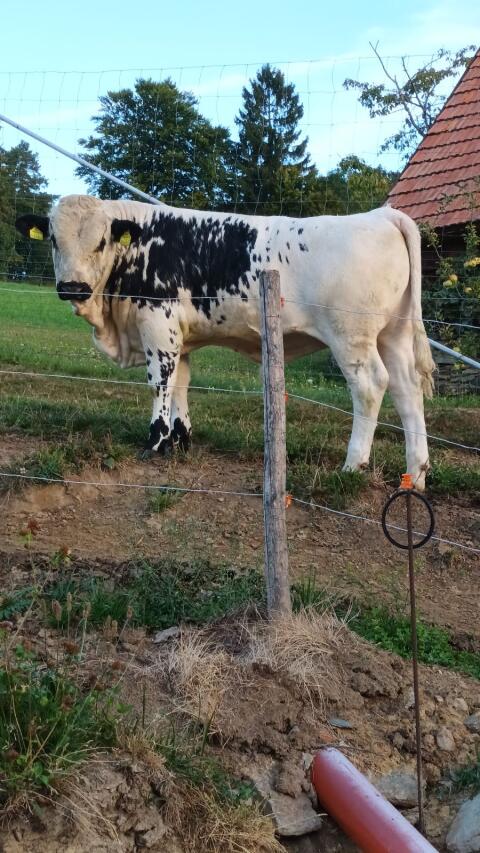 Pustertaler Sprinzen Stier