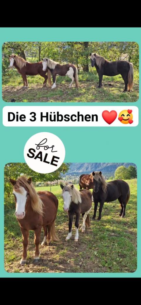 3 Isländer, 2 Stuten, 1 Wallach