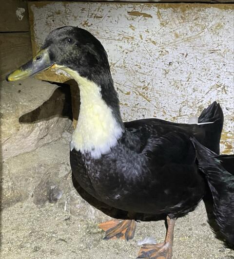 Ente