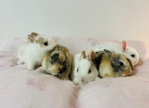 Zwergkaninchen Babys