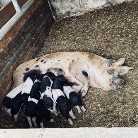 Ferkel