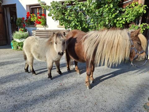 Ponyhengst Fohlen