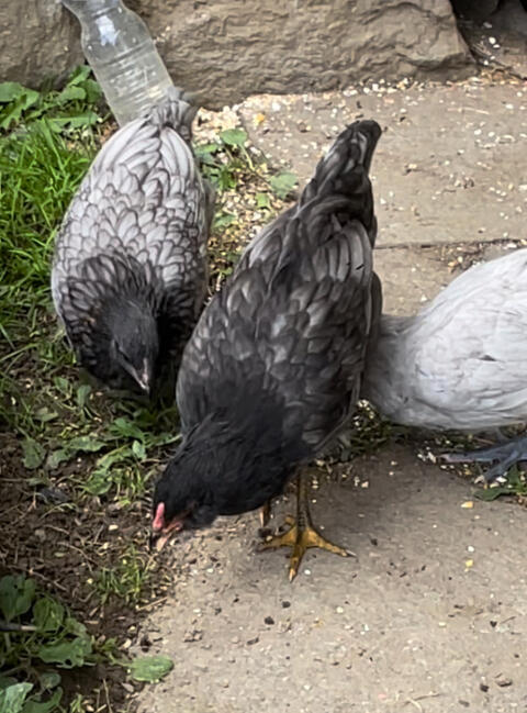 Hahn und Henne Blumenhuhn/Ameraucana