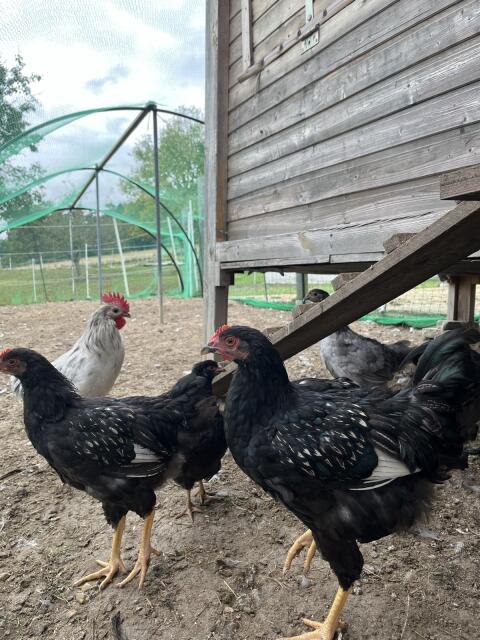 Barnevelder