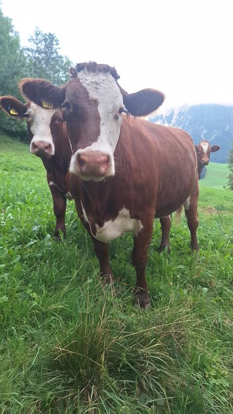 Fleckviehkühe