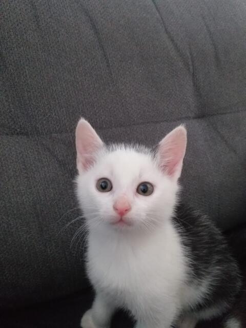 Babykatzen