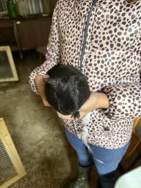 Meerschweinchen