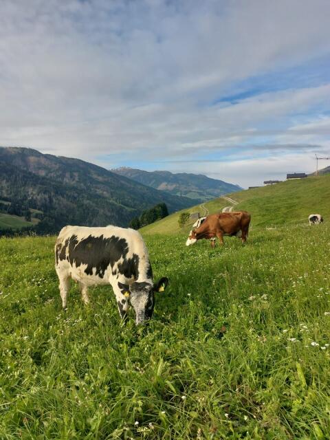 Pustertaler Sprinzen Kalbin