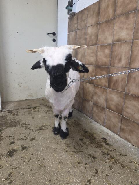 Walliser Schwarznasen Kilberl aus HB Betrieb zu verkaufen